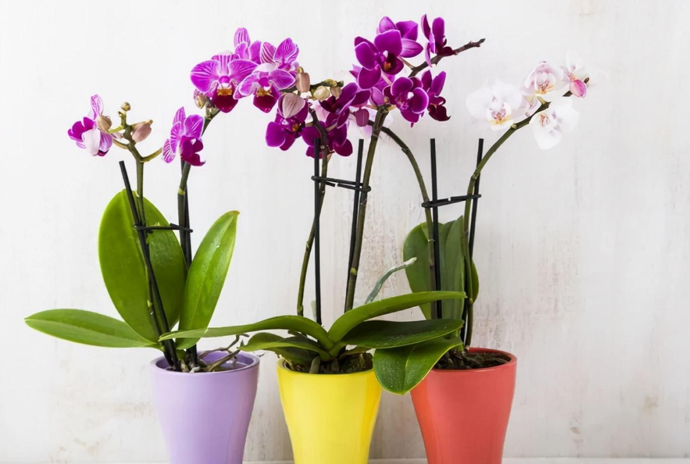 养蝴蝶兰,花谢后按这要求操作,开花就不是“一次性的”