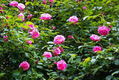 三种水夏天经常给花浇一点，不招病虫害，花卉长得还茂盛