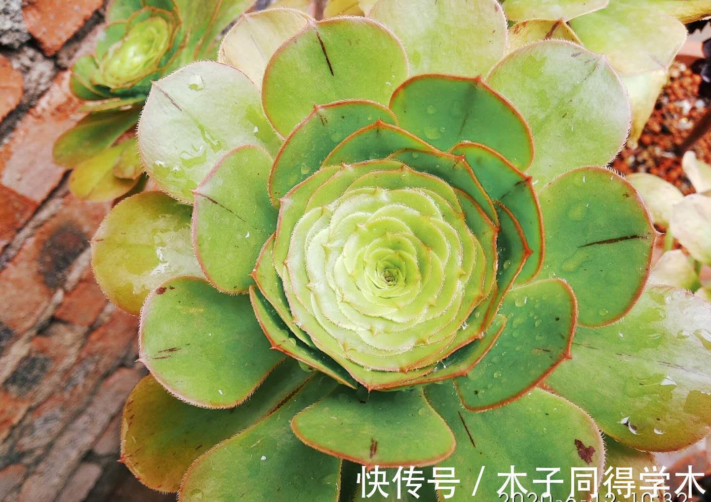 肉友|养多肉想要做到以“肉”养“肉”?以前还可以,现在基本上很难了