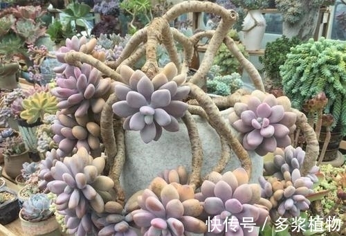 扦插|多肉繁殖,教你2个方法,新芽侧芽一起长,一盆变多盆!