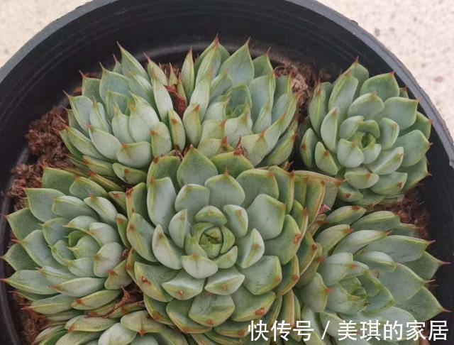 多肉|多肉叶子干瘪,怎么浇水都没用?这4方面出错,改掉才有救