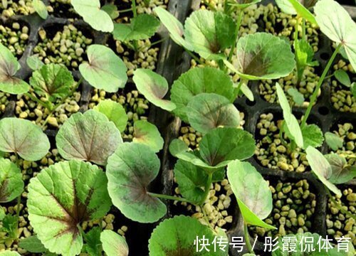 5种“蔬菜”不怕冷,阳台种一盆,0度冻不死,吃一茬冒一茬
