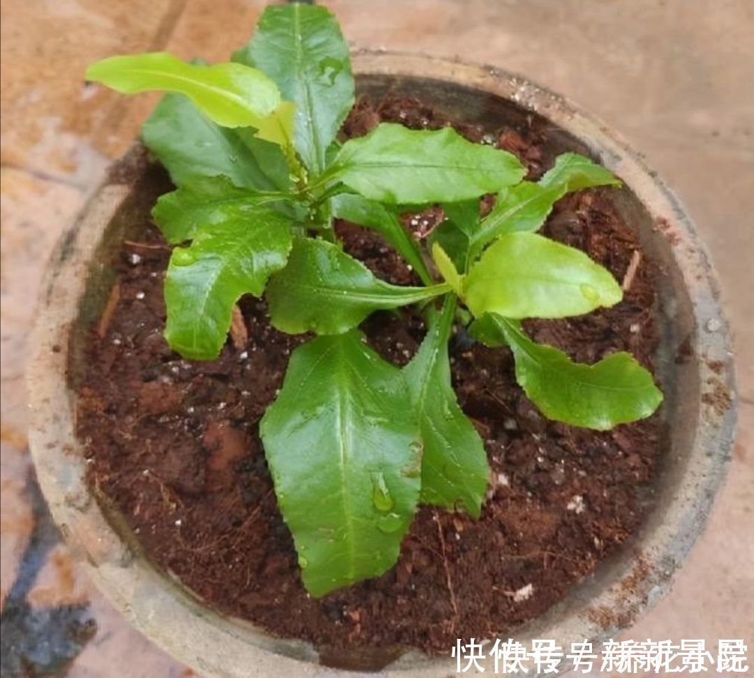 种花|5种花,夏天不影响扦插,生根快、易成活,现在就应多繁殖