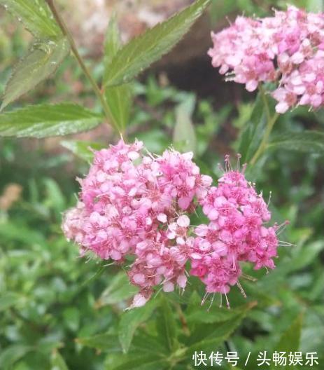 这几种路边常见的野花,小巧惹人喜爱,不用管就长成小花球