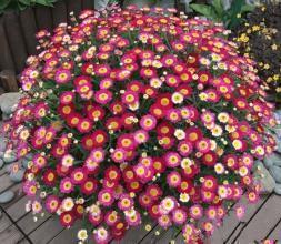 骨粉|家里2种“废料”磨成粉,就是养花宝贝,倒在花盆里,养啥旺啥