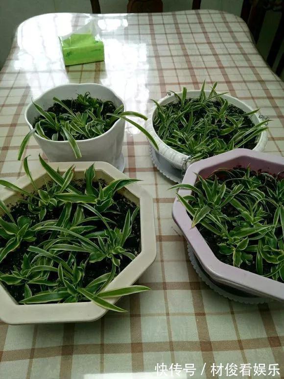 扦插|5种花快扦插，生根超快，1周长出大白根，新手也能插得活