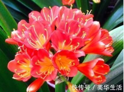 君子兰小苗这样养，叶多、翠绿肥厚，根系足，一年就能养开花