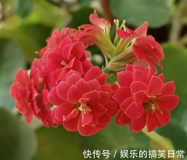 养花不选长寿花,如同不会养花,秋季做好几件事,花开鲜艳多姿