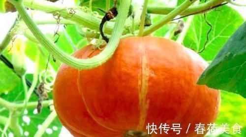 维生素b12|经常多吃南瓜,对身体有3大好处,但2类人不能吃,吃错就亏大了!