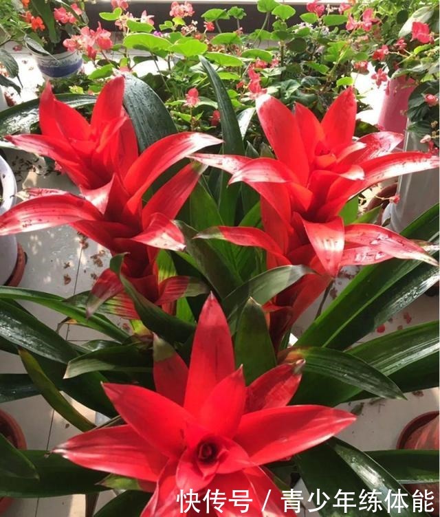 花市大捡漏，10种花现在买特合适，养一养就爆盆！