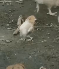 |搞笑GIF:大姐你听解释,我真的不是故意撞上去的