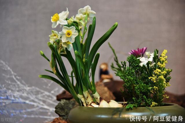 “一次性的”4种花,开完别再浪费时间精力养,不划算