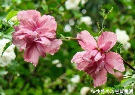 房屋|农村房屋后常见的鸡肉花,食用价值极高,还被称为女性的“福音”