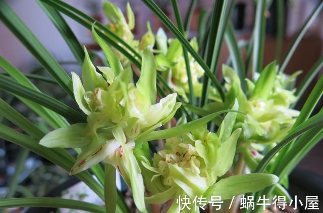 焕发|兰花难发新芽,注意“三害一控”,焕发根系活力,荷瓣逾百兰香浓
