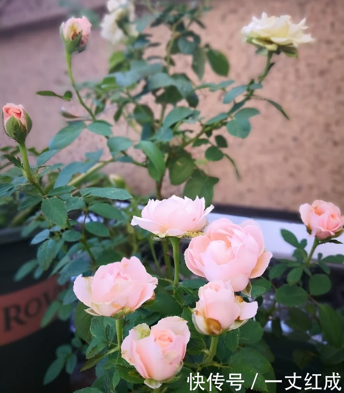 月季花|5月份养月季,一定要做好3件事,花朵硕大,开花不停