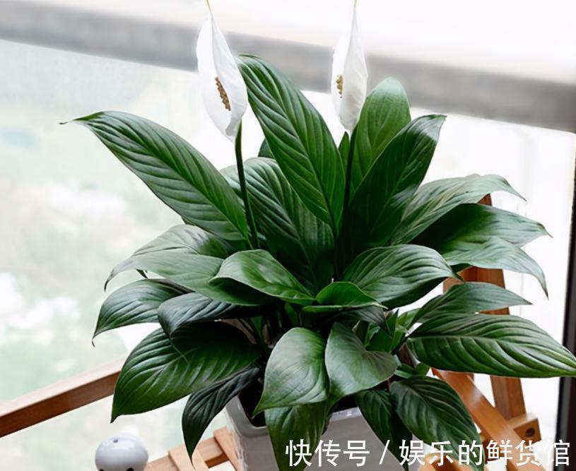 叶子|养什么花净化空气效果更好？盆栽这3款，漂亮好使，格外有格调