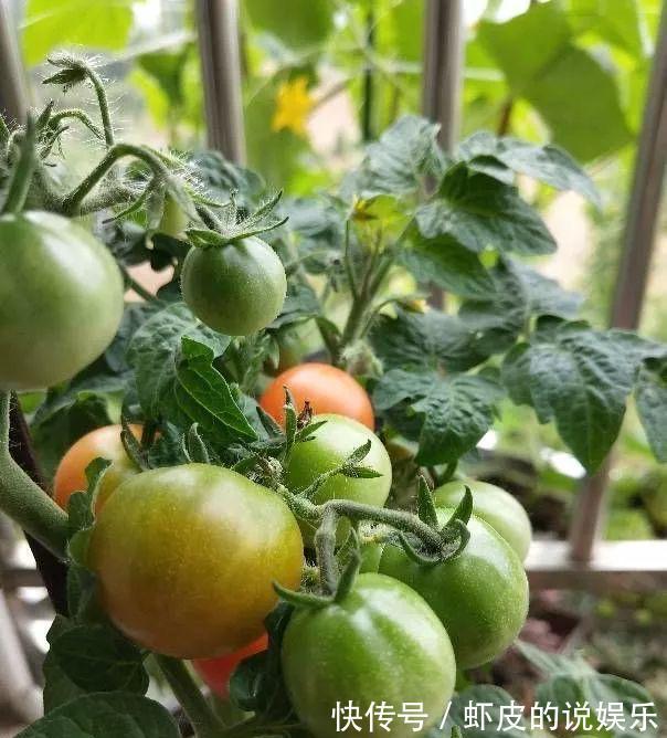 阳台上|家庭种菜,选择这4种,长势旺盛、生机勃勃、硕果累累