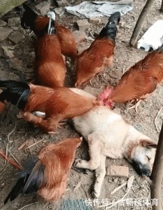 |搞笑GIF趣图段子:主任愣了一下说,舌头伸出来我看看