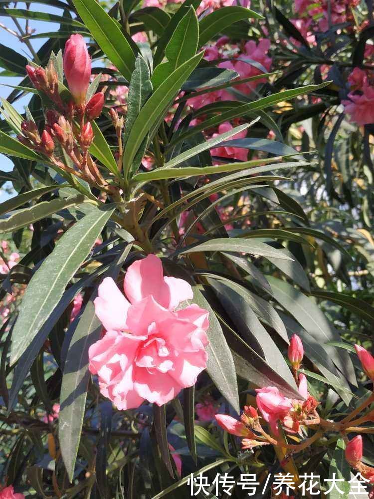 4种有毒花别养家里,出门也要离远点,因为有毒