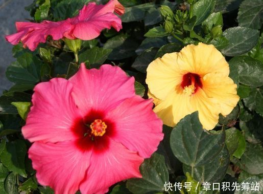 适合春天养的花,花色美轮美奂,花香四溢,开花勤爱爆盆