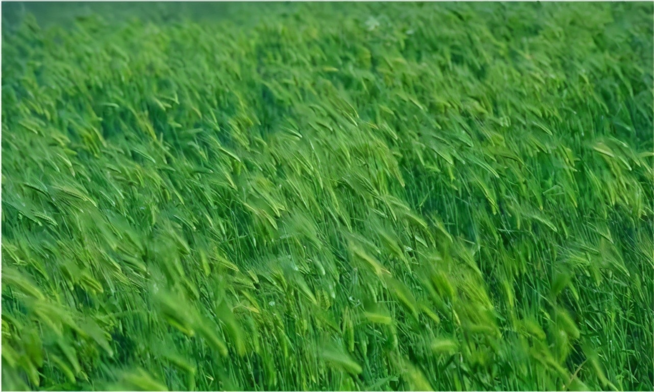 高半胱氨酸|有氧运动的好处