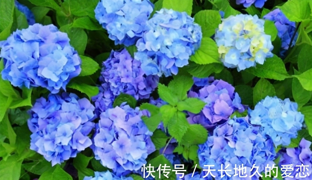 绣球|都说绣球花好看不好养,其实做好3点,养好并不难