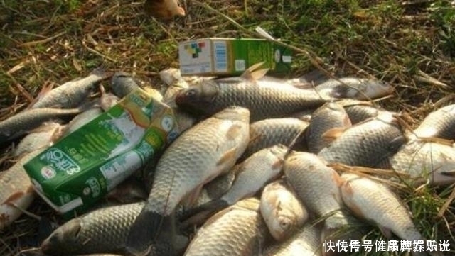 鲤鱼|又一鲫鱼钓法强势来袭自从有了它,鲤鱼再大都没兴趣,不得不服