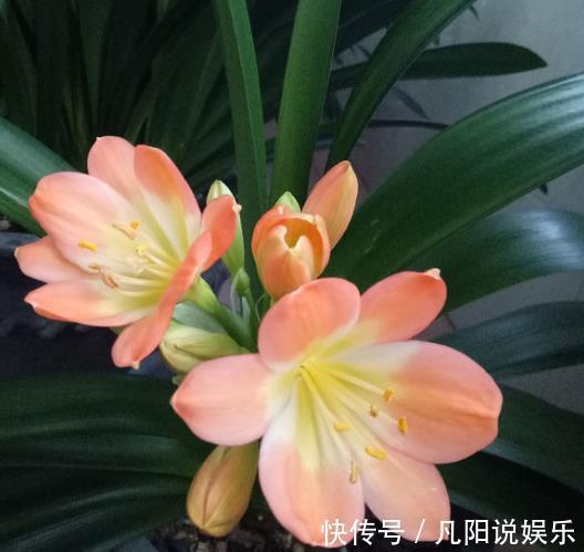 花卉|此种“好东西”,给君子兰“喂1点”,冒出“大花苞”,花期长!