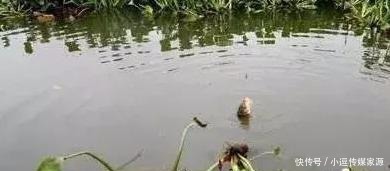 秋钓草边“三钓”、“三不钓”,用好了总有一次要爆护