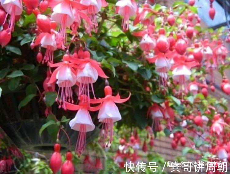 这几款植物养在家里,沾土就活,给点阳台就灿烂,漂亮大气!
