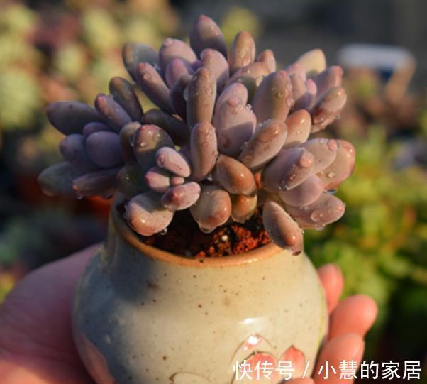 3种花盆遇到带回家,养护多肉事半功倍,新手也能养出好状态