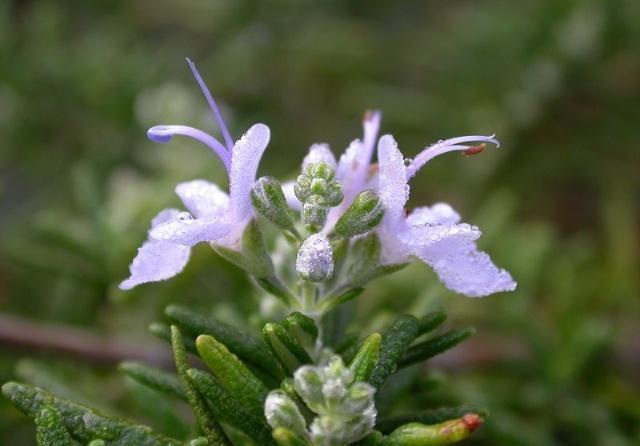 野草|农村一野草，老人拿它洗头发，价值珍贵，能遇到是走狗屎运