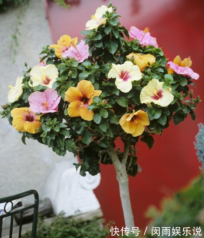 扶桑花|为了一盆花,家人关系彻底破裂,花有什么错?