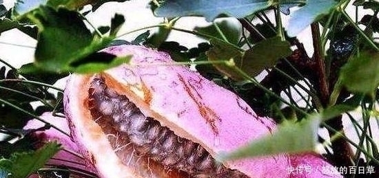 农村|4种即将“消失”的农村野果,全吃过越来越少,你吃过几种呢