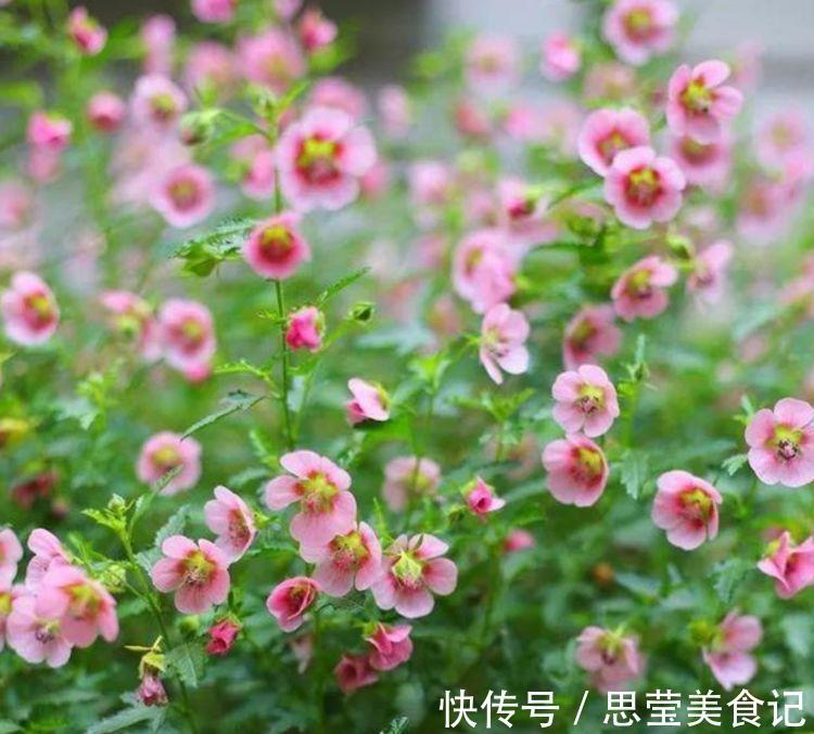 新手|“4种花”懒人、新手都能养的好,一言不合就爆盆,你一定喜欢