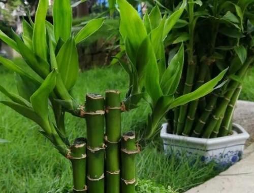 天冷水培富贵竹怕结冰、怕冻伤根部，就抓紧时间上盆土培吧！