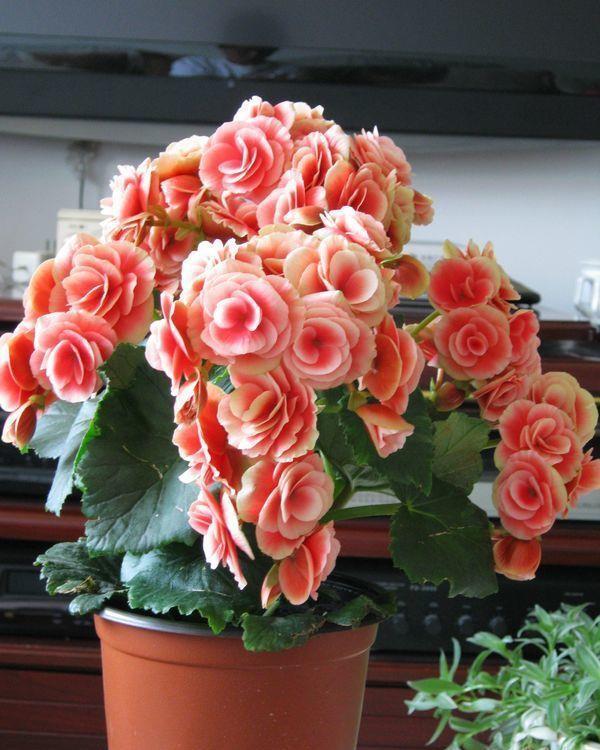 4种花好养又漂亮,花朵漂亮,四季有花赏