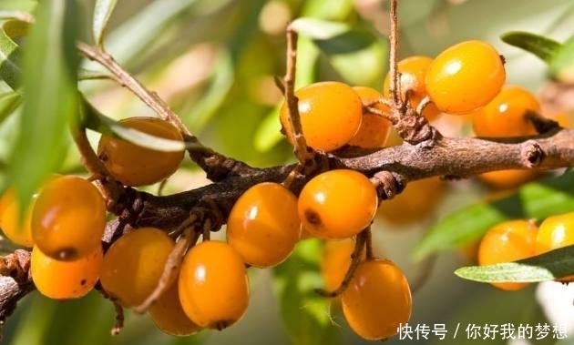 它被誉为是“天然的维生素宝库”,同时也是糖尿病患者的“福音”