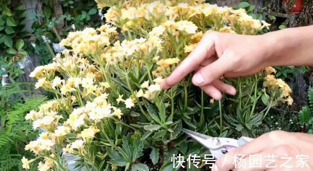 剪剪|5种漂亮花，现在修修剪剪，坐等秋天，花开爆盆