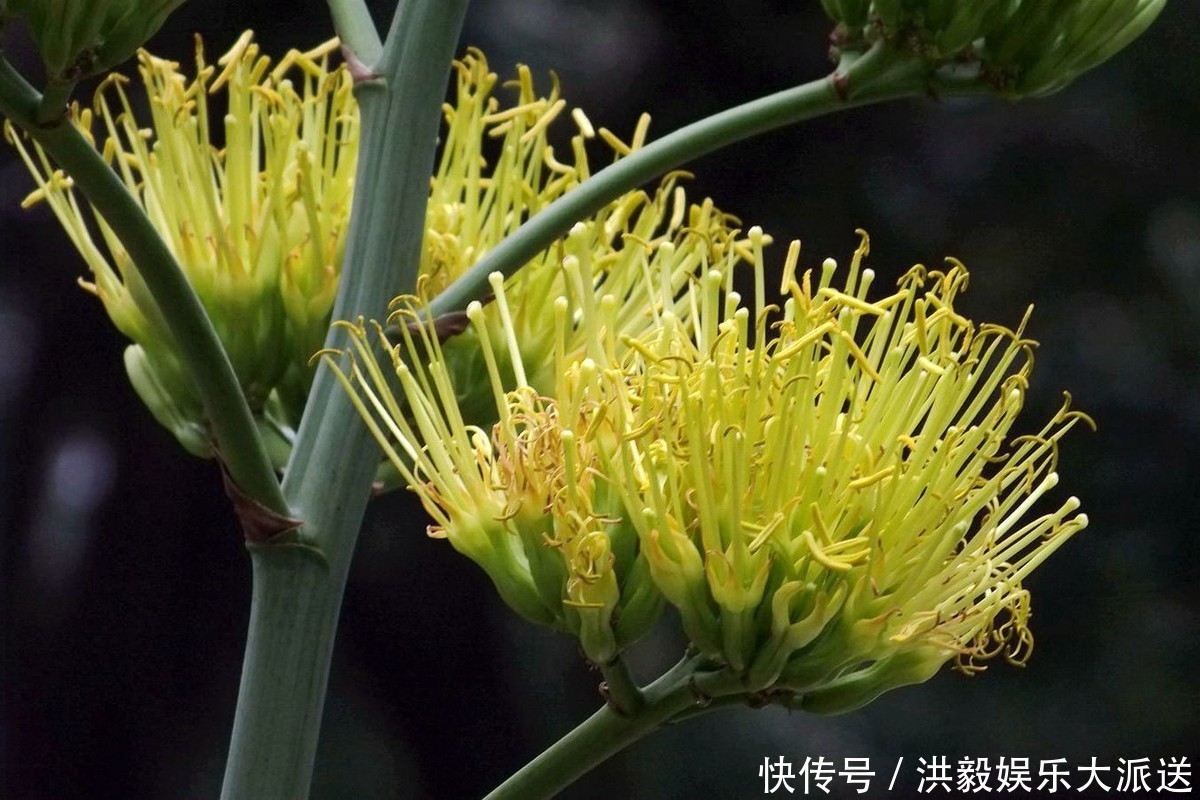 此花是等待凤凰涅槃而出现的产物,对生活充满希望,极具夏天主义
