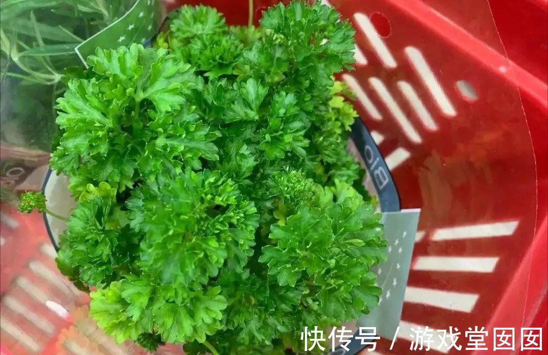 6种香草盆栽，掐个叶子就能吃，味道清香四溢！