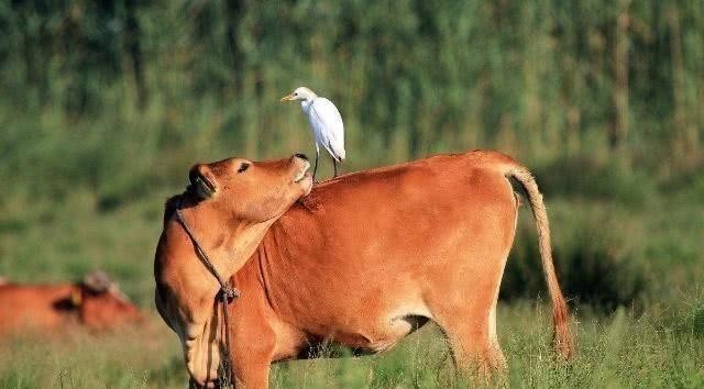 农夫家的牛舌被割,他报案求包拯帮忙,包拯:把牛杀了,案子就破了!