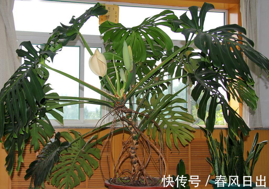 养花在乎寓意，在意颜值和打理难度，就盆栽这5种，全符合条件