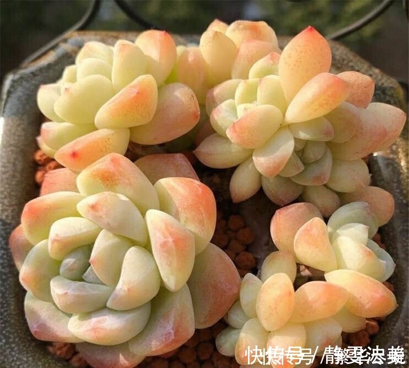 休眠|夏天多肉千万别暴晒，除非看了这篇文章，不然多肉化水了