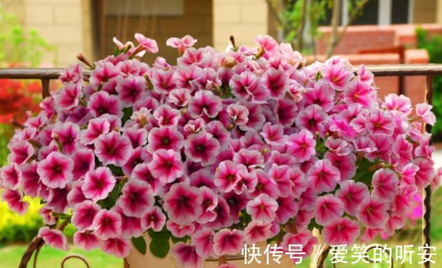 太阳花|逛花市碰到这三种花,一定要买一盆,它们都是夏季开花“劳模”