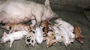 |搞笑GIF段子：珍珠归你了，那这肉能不能归我啊