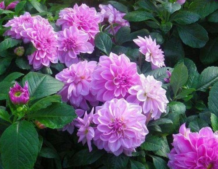 5种花漂亮易爆盆,开花幽香暗淡,花型圆滚惹人爱,值得拥有