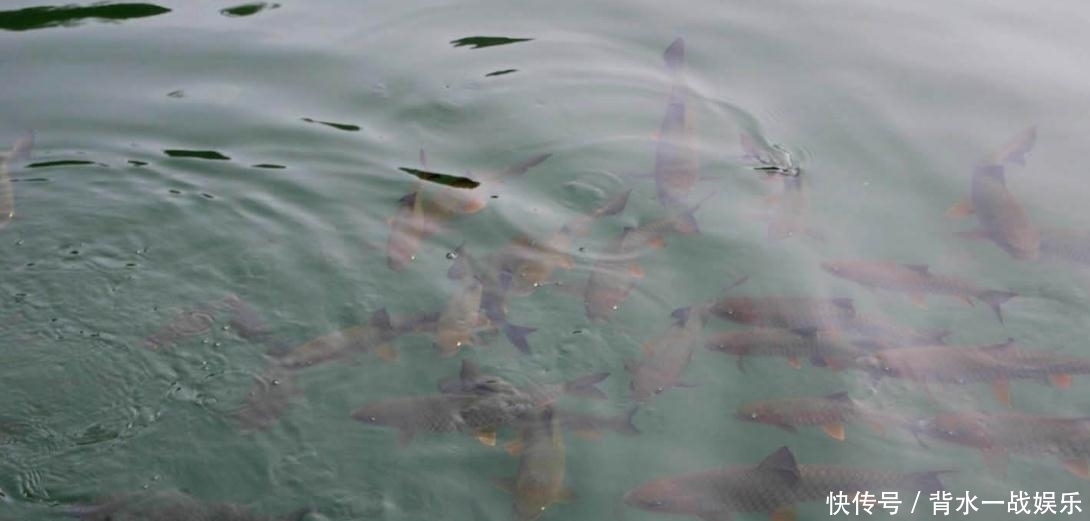 波纹|打了好窝后,如何判断鱼进窝呢教你3招,最后那招太实在了