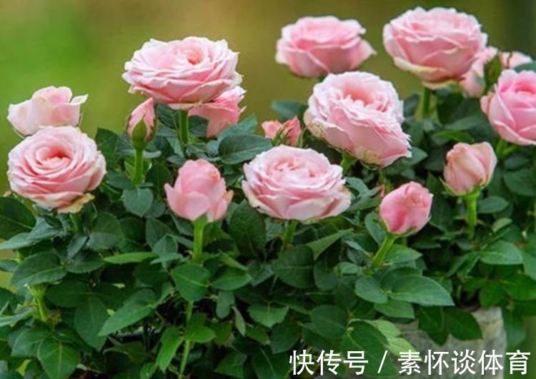 爆盆|家养此款花卉,开花勤爱爆盆,花儿轻松开爆盆,适合阳台盆栽