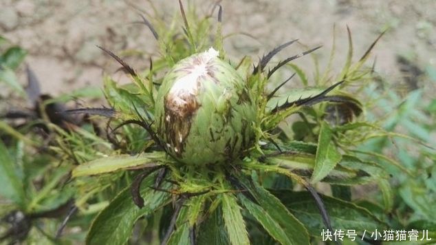 珍贵|它长在山坡无人识,根茎极为珍贵,却惨遭忽视,遇见请保护
